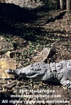 Orinoco Crocodile pictures