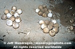 Green Sea Turtle Eggs pictures