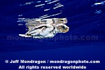 Baby Loggerhead Turtle photos