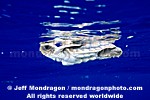 Baby Loggerhead Turtle pictures