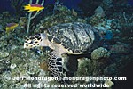 Hawksbill Sea Turtle pictures
