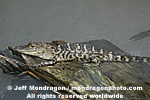 Baby American Alligator pictures