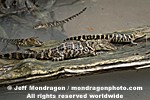 Baby American Alligator photos