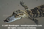 Baby American Alligator photos