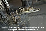 Baby American Alligator pictures