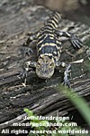 Baby American Alligator images