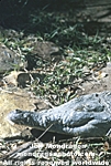 Orinoco Crocodile pictures
