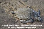 Green Sea Turtle photos