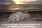 Green Sea Turtle photos