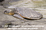 Green Sea Turtle pictures