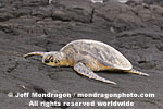 Green Sea Turtle images