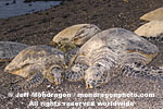 Green Sea Turtles pictures