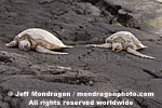 Green Sea Turtles images