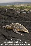 Green Sea Turtle pictures
