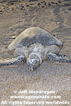 Green Sea Turtle images
