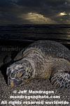 Green Sea Turtle pictures