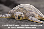 Green Sea Turtle images