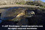 Green Sea Turtle pictures