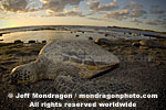 Green Sea Turtle images
