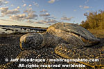 Green Sea Turtle images