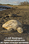 Green Sea Turtle photos
