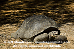 Galapagos Tortoise photos