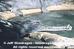 Gharial pictures
