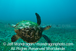 Green Sea Turtle images