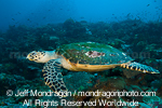Green Sea Turtle pictures
