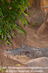 Saltwater Crocodile pictures