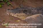 Saltwater Crocodile pictures