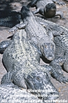 American Alligator pictures