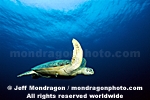 Green Sea Turtle pictures
