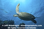 Green Sea Turtle photos