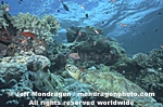Green Sea Turtle photos