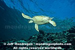 Green Sea Turtle images