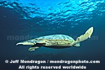 Green Sea Turtle pictures