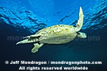 Green Sea Turtle images