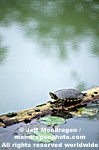 Pond Slider Turtle images