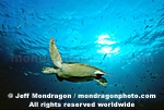 Green Sea Turtle images