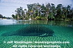 Manatee pictures