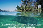 Manatee pictures