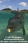 Bottlenose Dolphin photos