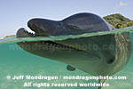 Bottlenose Dolphin pictures