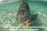 Bottlenose Dolphin pictures