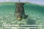 Bottlenose Dolphin images