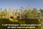 American Alligator photos
