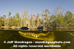 American Alligator images