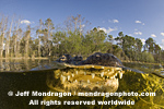 American Alligator photos