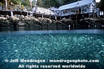 Schooling Fish images